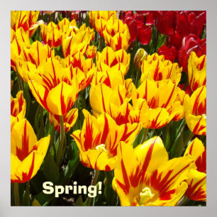 Frühlingsplakat Gelbe Rote Tulpen Blumen Drucke