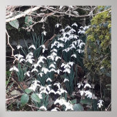 Frühlingsposter Poster (Vorne)