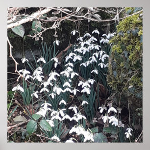 Frühlingsposter Poster