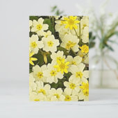 Frühlingsprirosen Karte (Stehend Vorderseite)