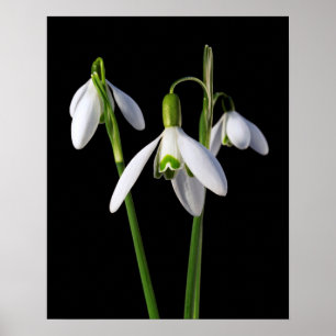 Frühlingsprossen Eternal Poster