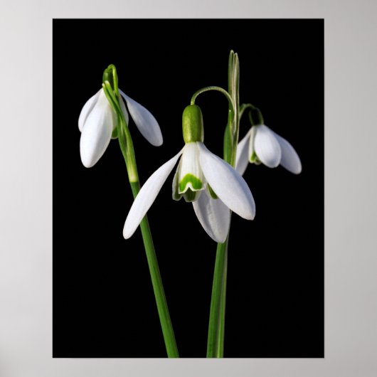 Frühlingsprossen Eternal Poster (Vorne)