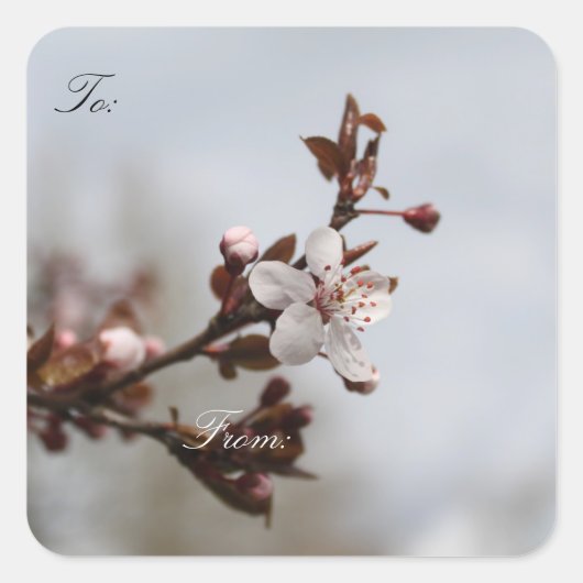 Frühlingspulenblüte, Weihnachtsgeschenk-Etiketten. Quadratischer Aufkleber (Vorderseite)