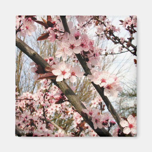 Frühlingspulenblüten Magnet (Vorne)