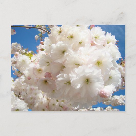 Frühlingsrosa Blume Weiße Bäume blühen Postkarten (Vorderseite)