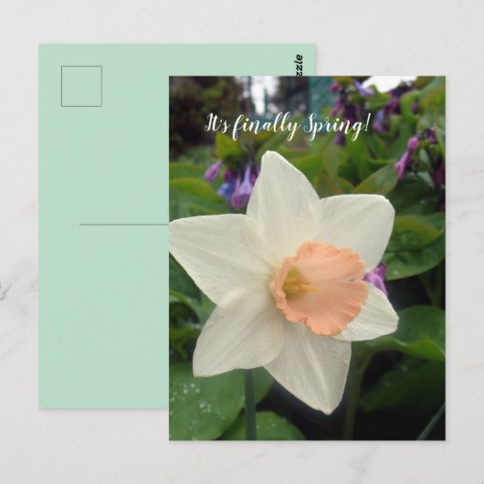 Frühlingsrosa Cup Daffodin Postkarte (Vorne/Hinten)