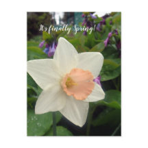 Frühlingsrosa Cup Daffodin