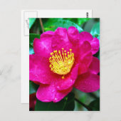 Frühlingsrosa Postkarte (Vorne/Hinten)