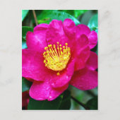 Frühlingsrosa Postkarte (Vorderseite)