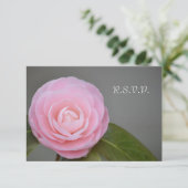 Frühlingsrosa Rose RSVP Karte (Stehend Vorderseite)