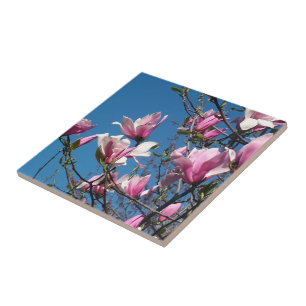 Frühlingsrosafarbene Magnolienblüten am blauen Him Fliese