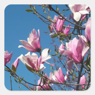 Frühlingsrosafarbene Magnolienblüten am blauen Him Quadratischer Aufkleber