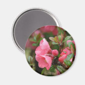 Frühlingsrote Blütenquitte Magnet (Vorderseite/Rückseite)