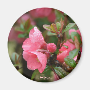 Frühlingsrote Blütenquitte Magnet