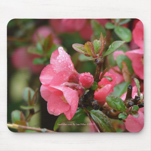 Frühlingsrote Blütenquitte Mousepad (Vorne)