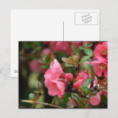 Frühlingsrote Blütenquitte Postkarte (Vorne/Hinten)