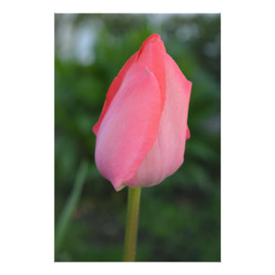 Frühlingsrote Tulpenblumen-Fotokunst. Fotodruck