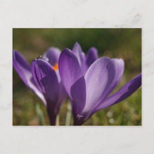 Frühlingsrücken Postkarte