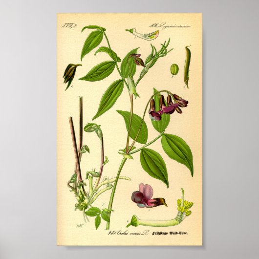 Frühlingssaft (Lathyrus vernus) Poster (Vorne)