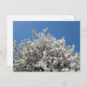 Frühlingsschneekrabappelbaum im Blühen Postkarte (Vorne/Hinten)