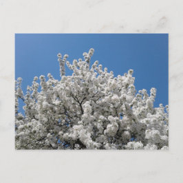 Frühlingsschneekrabappelbaum im Blühen Postkarte