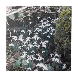 Frühlingssnowdrops Keramik Tile Fliese