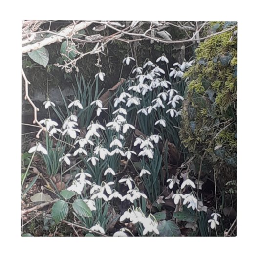 Frühlingssnowdrops Keramik Tile Fliese (Vorderseite)