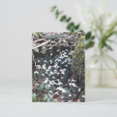 Frühlingssnowdrops Postkarte (Stehend Vorderseite)