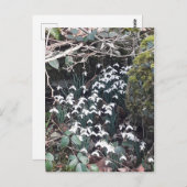Frühlingssnowdrops Postkarte (Vorne/Hinten)