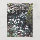 Frühlingssnowdrops Postkarte (Vorderseite)
