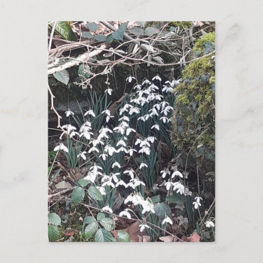 Frühlingssnowdrops Postkarte (Vorderseite)