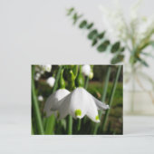 Frühlingssnowdrops Postkarte (Stehend Vorderseite)