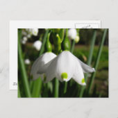 Frühlingssnowdrops Postkarte (Vorne/Hinten)