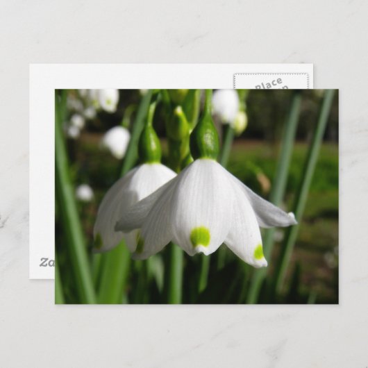 Frühlingssnowdrops Postkarte (Vorne/Hinten)