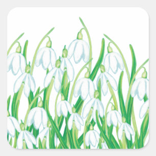Frühlingssnowdrops Quadratischer Aufkleber