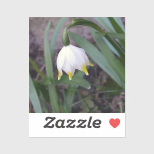 Frühlingssnowflake Leucojum Blume Aufkleber