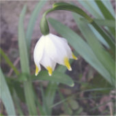 Frühlingssnowflake Leucojum Blume Aufkleber (Vorderseite)
