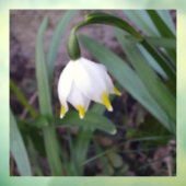 Frühlingssnowflake Leucojum Blume Fensteraufkleber (Blatt 3)