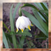Frühlingssnowflake Leucojum Blume Fensteraufkleber (Blatt 2)