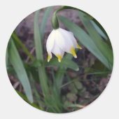 Frühlingssnowflake Leucojum-Frühling Runder Aufkleber (Vorderseite)