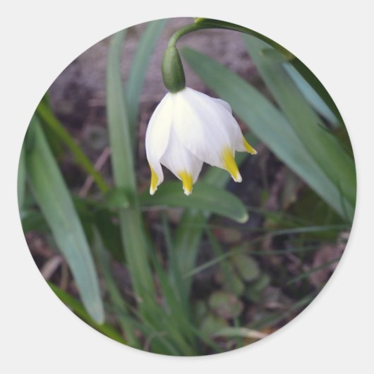 Frühlingssnowflake Leucojum-Frühling Runder Aufkleber (Vorderseite)
