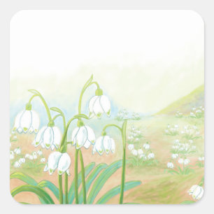 Frühlingssnowflake, Leucojum vernum Illustration Quadratischer Aufkleber
