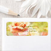 Frühlingssong II - Schöne, blassfarbene Rose (Insitu)