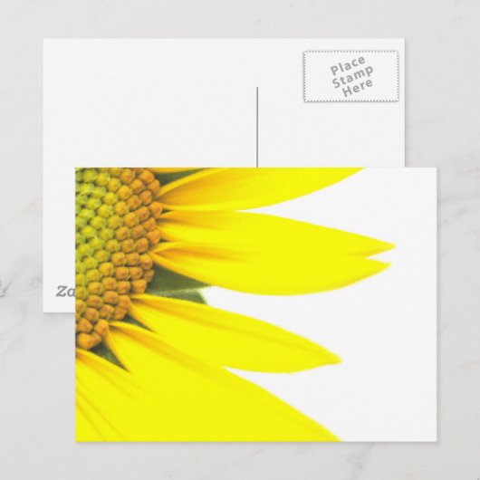 Frühlingssonnenblumen Postkarte (Vorne/Hinten)