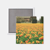 Frühlingssulpen blühen vor der alten Scheune. Magnet (Vorderseite/Rückseite)