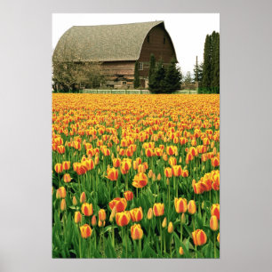 Frühlingssulpen blühen vor der alten Scheune. Poster