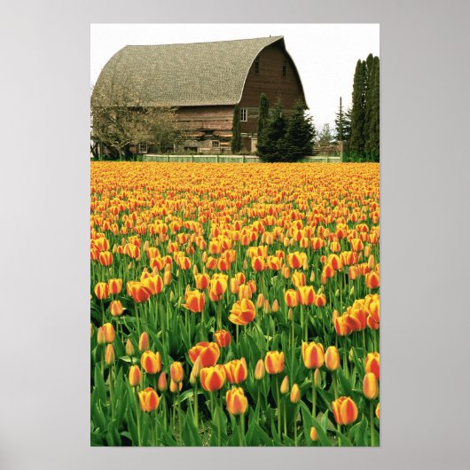 Frühlingssulpen blühen vor der alten Scheune. Poster (Vorne)
