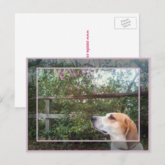 Frühlingsszent Postkarte (Vorne/Hinten)