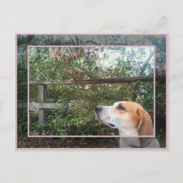 Frühlingsszent Postkarte