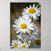 Frühlingstage Poster (Vorne)